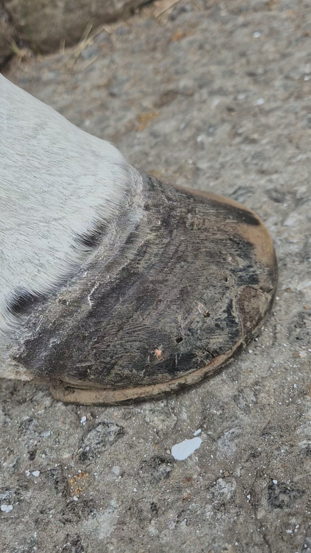 GLOSSY HOOF BALM