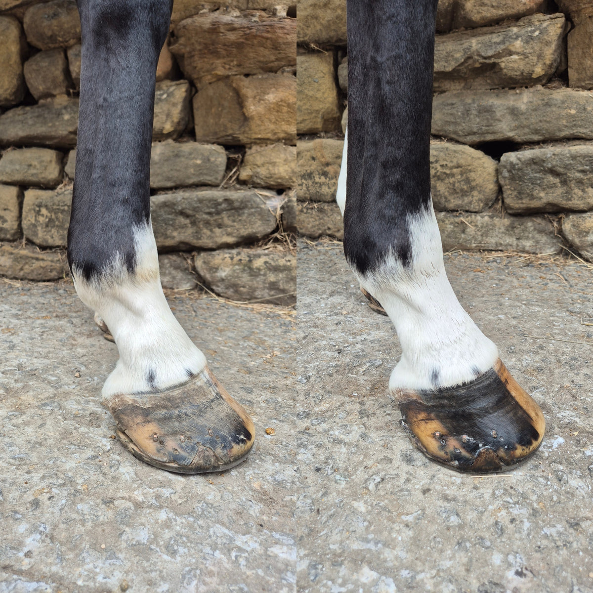 GLOSSY HOOF BALM