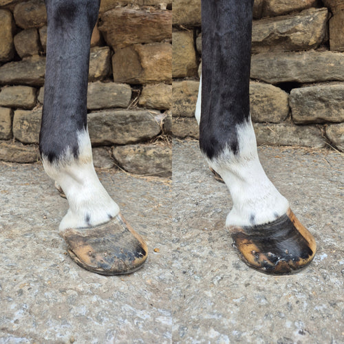 GLOSSY HOOF BALM